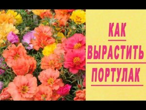 ПОРТУЛАК. КАК ВЫРАСТИТЬ НЕПРИХОТЛИВЫЙ КРАСАВЕЦ ДЛЯ САДА
