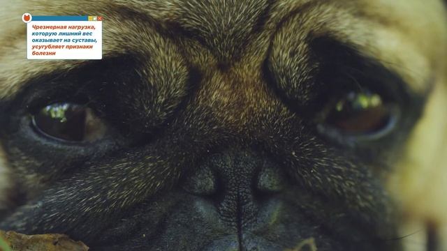Как понять, что у собаки проблемы с суставами? Собака стала хромать? смотреть онлайн