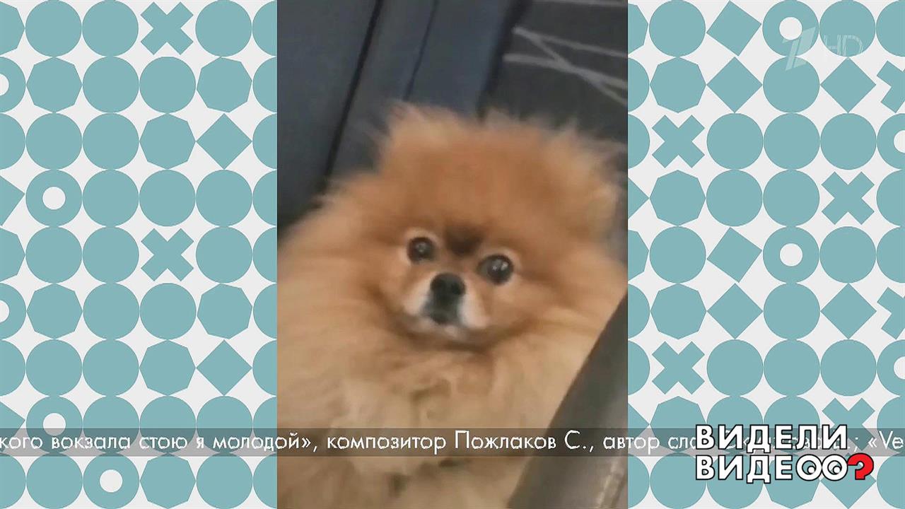 Песня не для шпица. Видели видео? Фрагмент выпуска от 15.12.2019