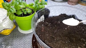 Готовьте вёдра для урожая! Полейте рассаду крахмалом и смотрите что будет