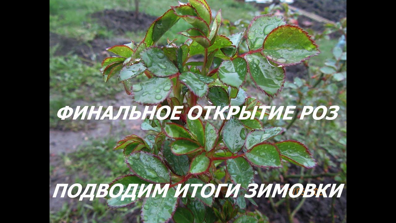 ФИНАЛЬНОЕ ОТКРЫТИЕ РОЗ.ПОДВОДИМ ИТОГИ ЗИМОВКИ.