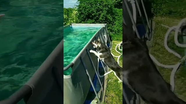 Всё под контролем? #goldaward #mercedes #вео #dog #lovelydog смотреть онлайн