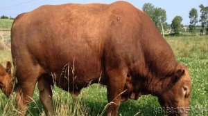 Бифало – многопородный сложный гибрид домашней коровы и американского дикого бизона.