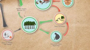 The Forestry Carbon Cycle