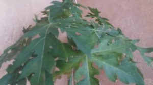 "ПАПАЙЯ"Досветка папай зимой.PAPAYA.