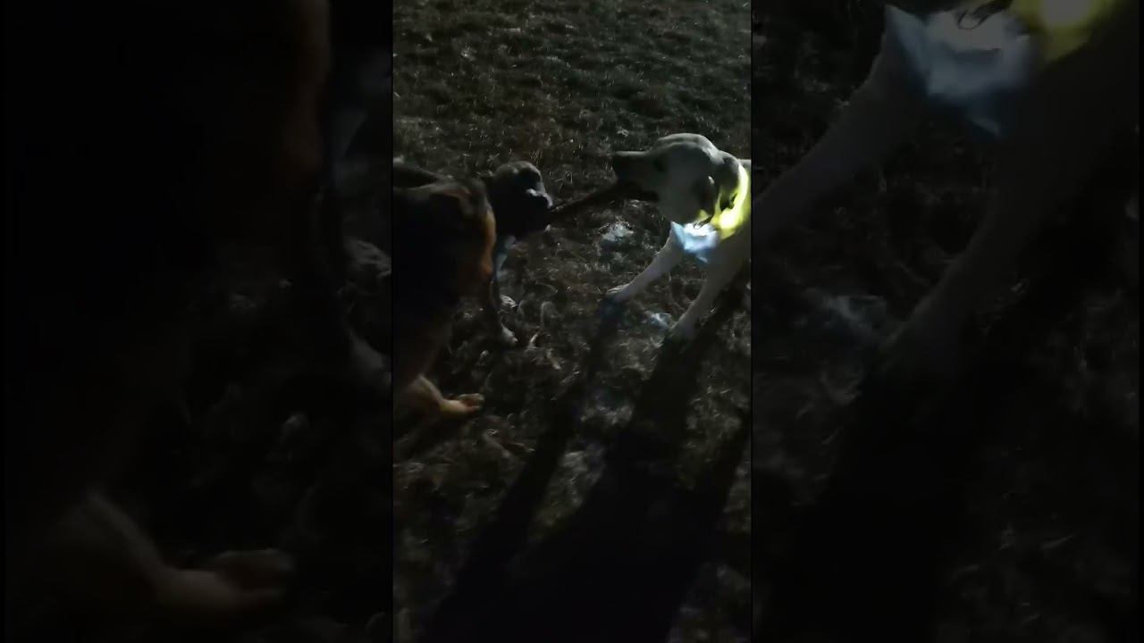 Собаки рычат , играют в перетяжки . Локи Гуф и Буч #shorts #собаки #немецкаяовчарка смотреть онлайн