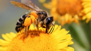 14 фактов о мёде