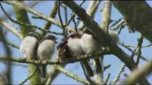 КЛЕМАН ЖАНЕКЕН (1475–1558) пение птиц