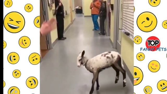 5 минут мемы животные смотреть онлайн