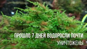 Сайдекс действительно работает