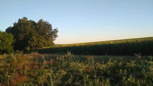 Кочевка на подсолнух 02.07.18. Всем хорошего медосбора !!!