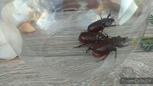 Жук носорог смотреть онлайн