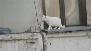 И чего бояться_    The cat is not afraid of heights.mp4