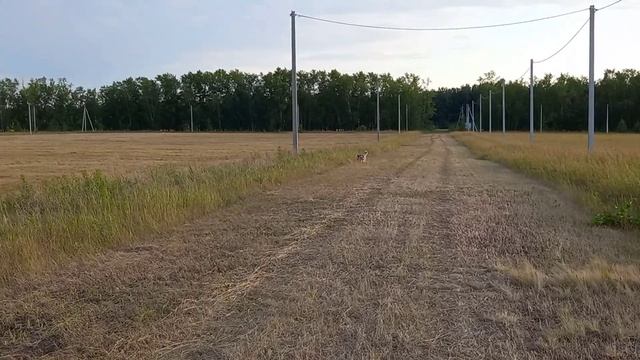 как научить собаку команде "ко мне" смотреть онлайн