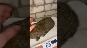 Содержание кроликов.бельгийский великан фландр , ризен
