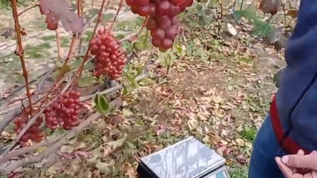 @Виноград Бенито 4 1 16 Вкусный виноград, хороший виноград смотреть онлайн