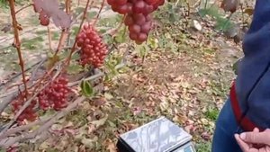@Виноград Бенито 4 1 16  Вкусный виноград, хороший виноград