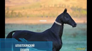 Топ 10  самых красивых  лошадей
