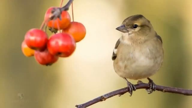 Заставляли мать побираться. А когда захворала, отправили ее доживать в деревню... смотреть онлайн