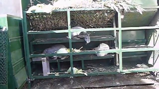 заход в "нору" Клетка для кроликов системы "искусственная нора - вольера" смотреть онлайн