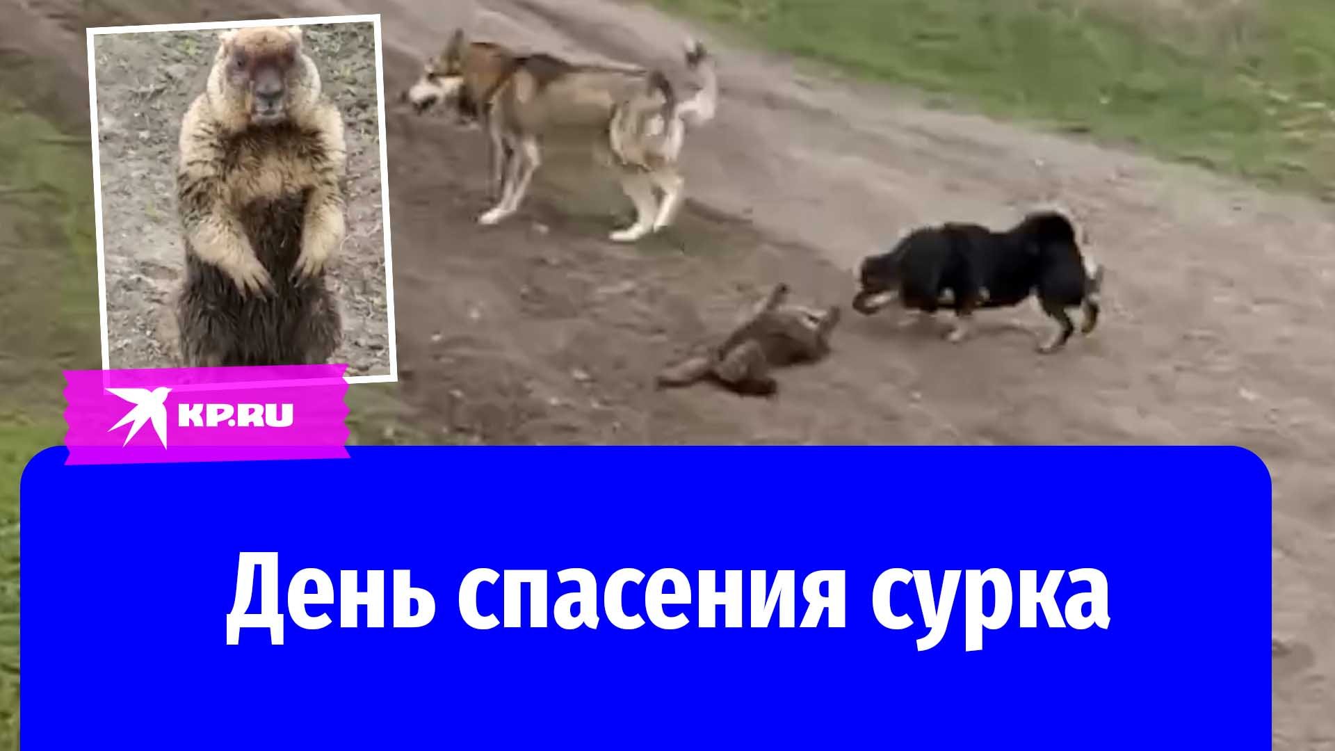 Школьник спас сурка от собак