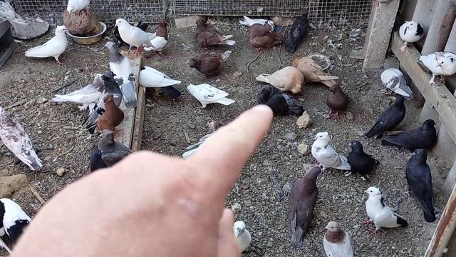 Временно прекращаю гон.Птица сильно прет в небо за 3 недели -7молодых