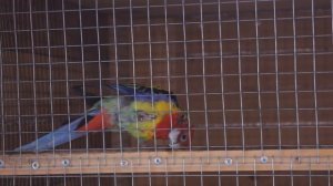 TimPtitZ: Розеллы. Видео о наших розеллах.