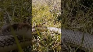 Каспийский полоз. Не ядовитая змея.