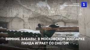 Зимние забавы: в Московском зоопарке панда играет со снегом