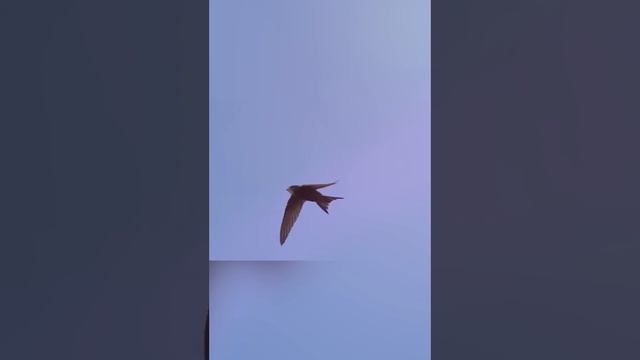 Черный стриж, до «Луны и обратно» смотреть онлайн