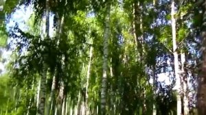 Сумасшедшая