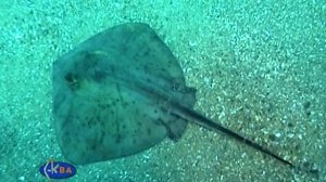 Хвостокол готовится к старту. Common stingray is ready for start (Dasyatis pastinaca)