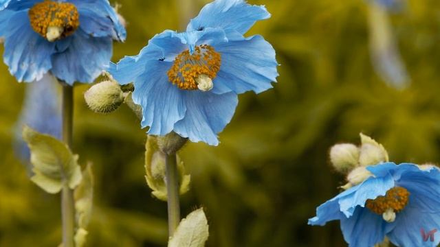 Меконопсис (Meconopsis) или Тибетский мак смотреть онлайн