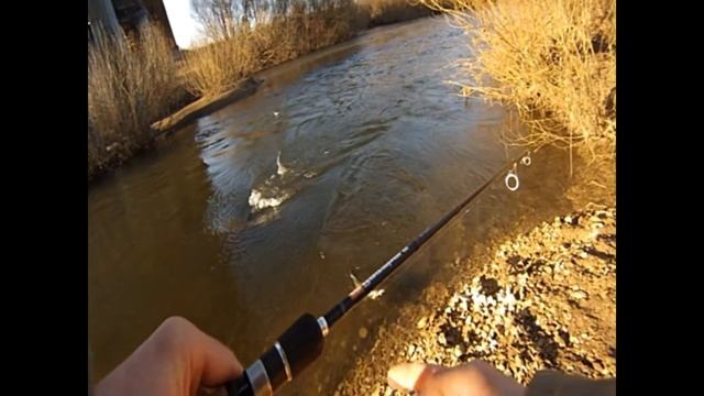 Крупный жерех смотреть онлайн