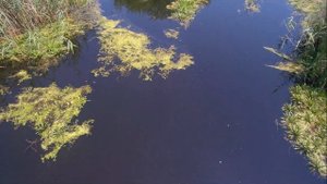 Рыбалка с рогаткой Ожидания и реальность slingshot fish hunting
