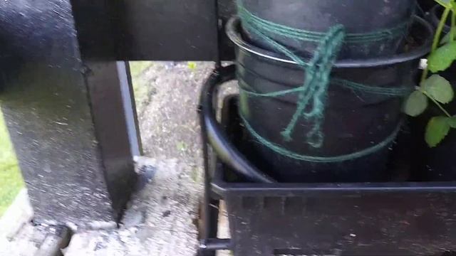 hydroponic sugar snap snow peas смотреть онлайн