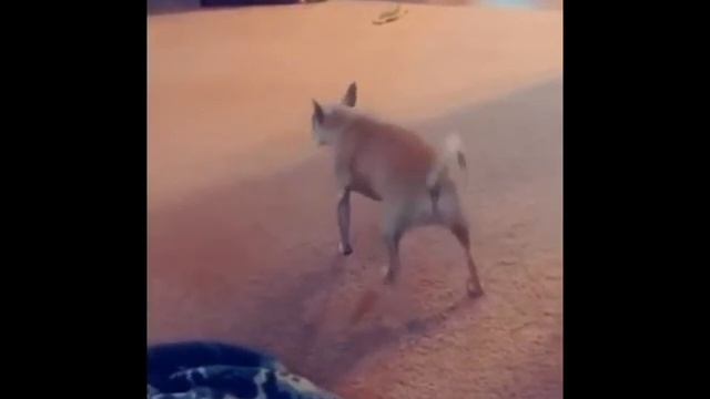 Собака тверкает 10 часов | A dog twerks 10 hours