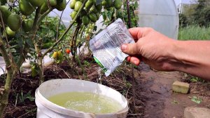 Дайте в августе от фитофторы оксихом вашим томатам и собирайте плоды до первых морозов!