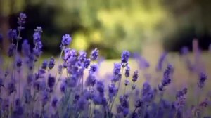 Истории из жизни. Свекровь издевается над снохой. Рассказы из жизни.