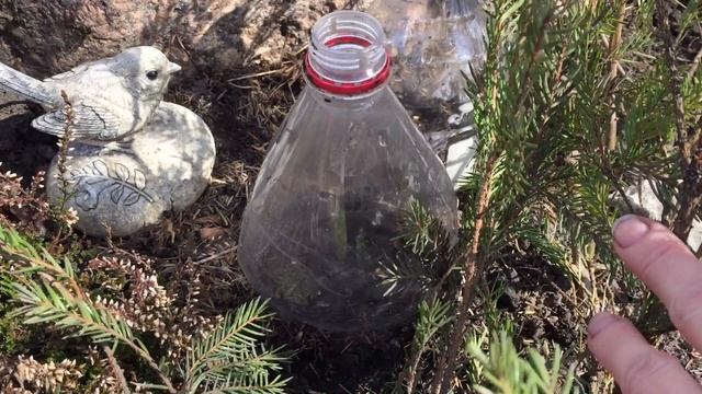 ЧЕРЕНКОВАНИЕ карликовых МЕТЕЛЬЧАТЫХ ГОРТЕНЗИЙ смотреть онлайн