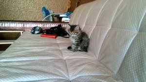 Cute kitten sleeps. Милый котёнок спит.