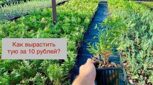 Себестоимость выращивания хвойных растений - кратко