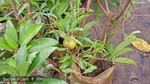 Sweet Autumn Clematis Vine, Orange Plant Pomegranate Plant Jamrul Plant Sapodilla Plant Croton Plan