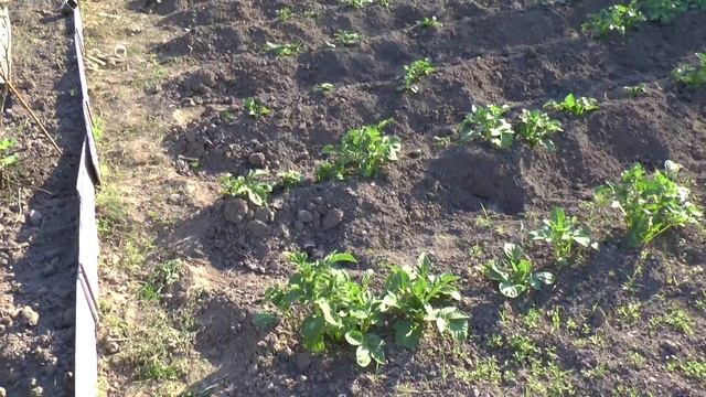Как прополоть и окучивать картофель по лентяйски. смотреть онлайн