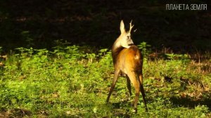 Олень: Благородный странник | Интересные факты про оленей