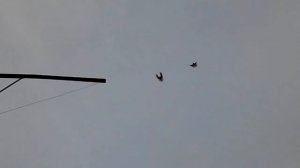 Краснобокие  (краснорябые ) Николаевские голуби. 24.12.19 год.