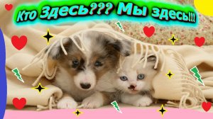 Просыпайся  с  улыбкой!  Забавные  кошки  и  щеночки  в  одном  ролике!