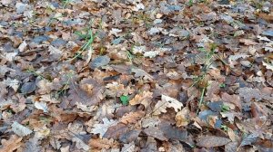 Москва.Саларьево.Парк Филатов луг.Велодорожка,прокат, детские площадки,беговая дорожка.