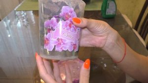 Сухая гниль на орхидее. Как я ее устранила? Особенности ухода за орхидеей после реанимации.