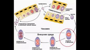 Жизненный цикл Toxoplasma gondii